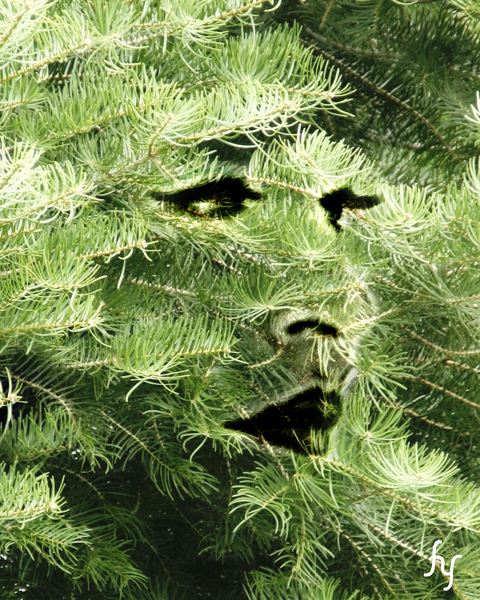 Face in the Pine