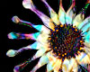Energetic African Daisy